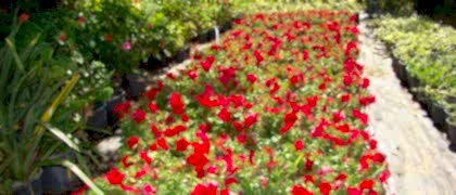 Yalıkavak Peyzaj Mimarı- Saksı Satışı