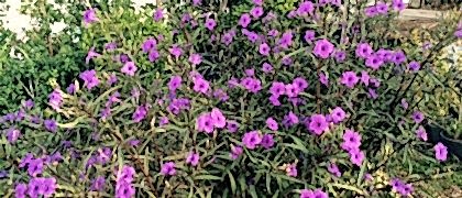 Yalıkavak Peyzaj Mimarı- Saksı Satışı